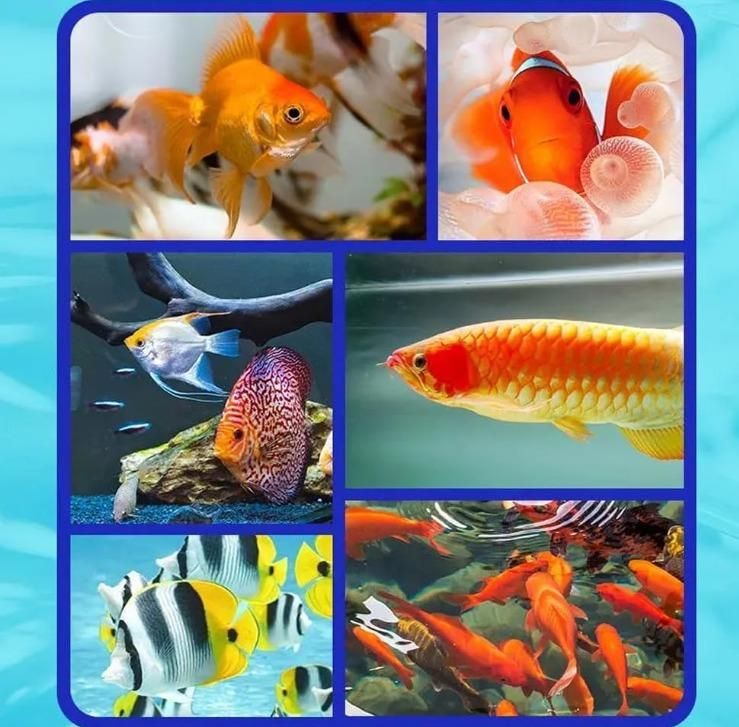 Fish Tank Water Purifier Buy 1 Get 1 Free